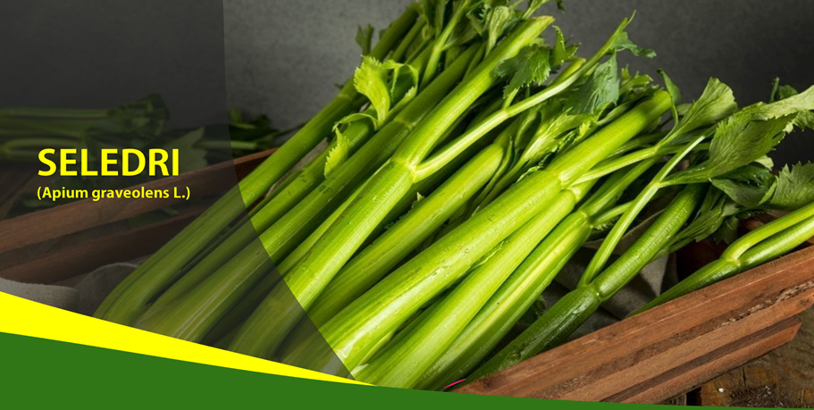 Khasiat Seledri Turunkan Hipertensi